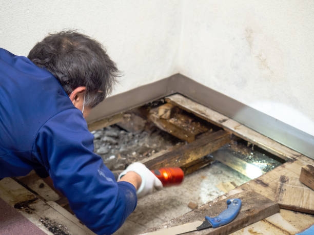 Best Black Mold Remediation in Alorton, IL