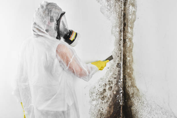 Best HVAC Mold Remediation in Alorton, IL