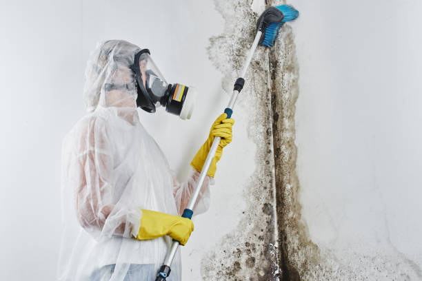 Best Basement Mold Remediation in Alorton, IL