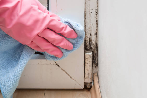 Best Kitchen Mold Remediation in Alorton, IL